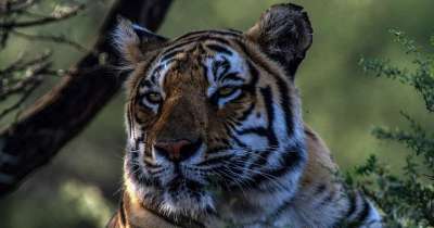 老虎 大猫 头 虎头 野生猫 动物 动物世界 野生动物摄影 泰国