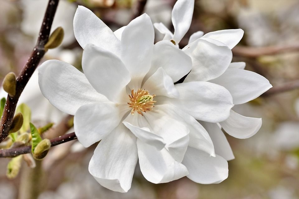 玉兰, 白玉兰树, 盛开, 玉兰家族, 玉兰花, 开花, 粉色的, 春天的灯笼裤