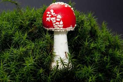 毒菌 毒蝇伞 蘑菇 帽 红色的 信号红 薄片 白色的 落下