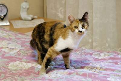 宠物 床 印花布猫 卧室 猫科动物 猫 小猫 动物