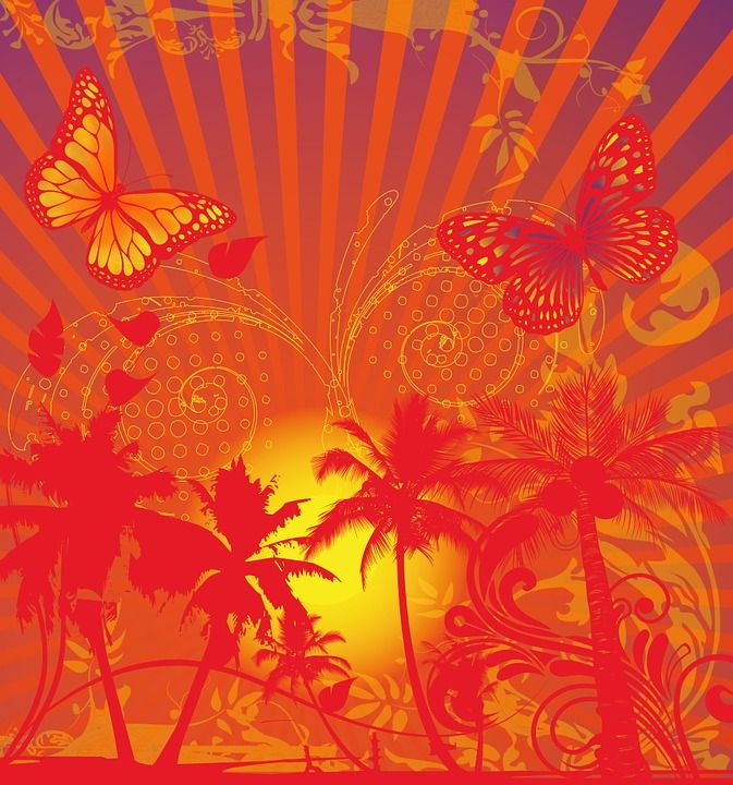 绿洲 棕榈树 沙漠 太阳 热 夏天 假期 蝴蝶 植物群 植物