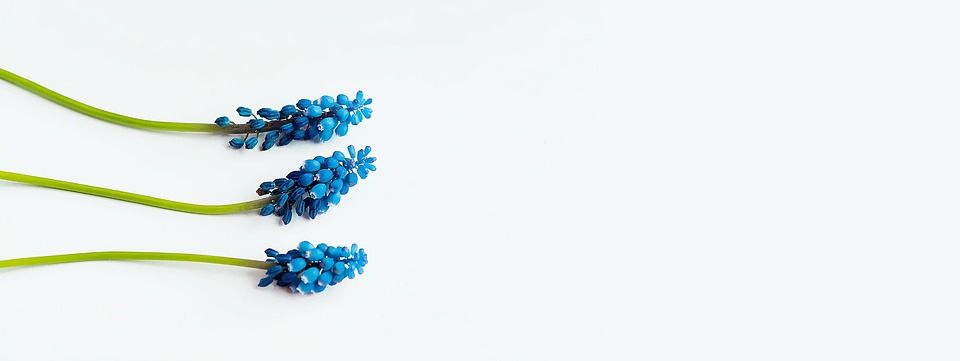 葡萄风信子, 蓝色的, 春天, 风信子, 三, 尖花, 春天的花朵, 关闭