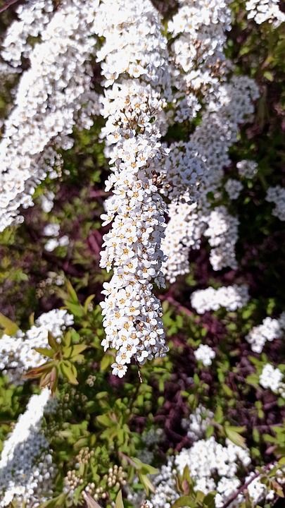 手机壁纸 绣线菊 花朵 白色的 新娘 花圈 婚礼 衬套 夏天