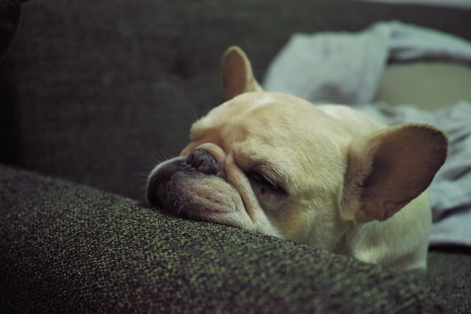 法国斗牛犬, 那条狗, 小狗, 睡眠, 体细胞, 宠物