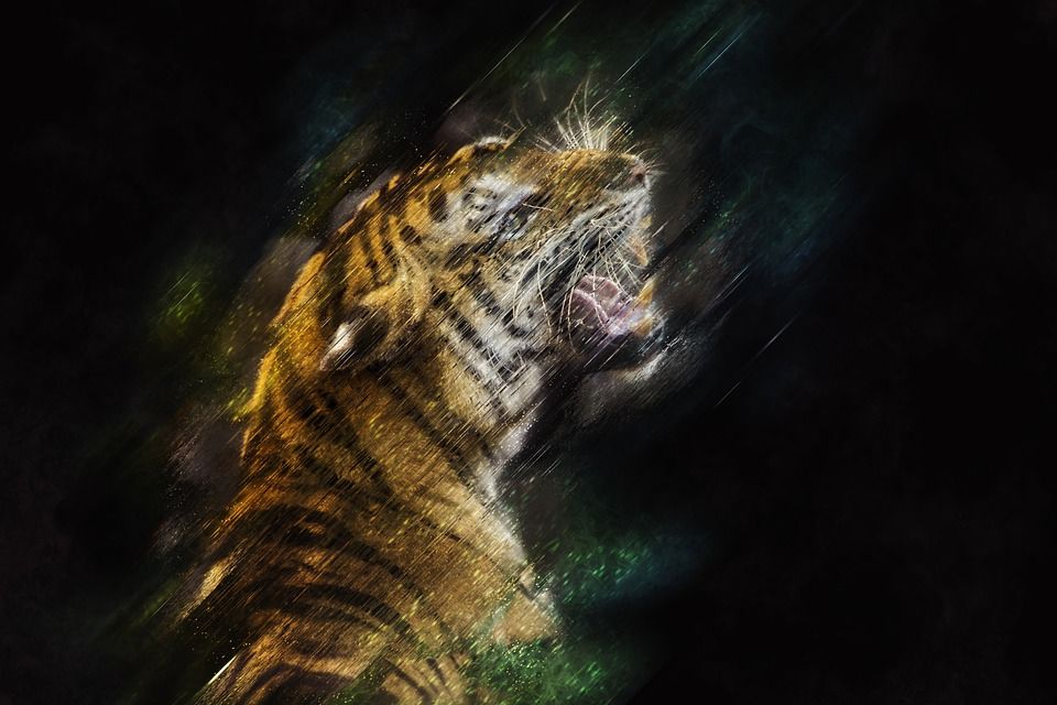 老虎, 猫, 大猫, 动物, 猫科动物, 捕食者, 怒吼, 野生动物, 猎人