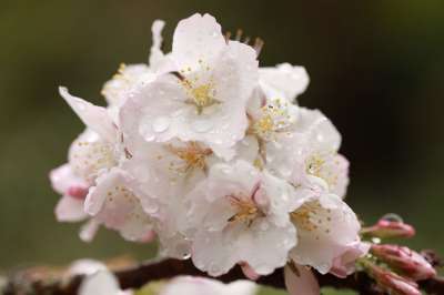 樱花 花朵 露滴 开花 春天 露 湿的 盛开 枝杈 自然 树