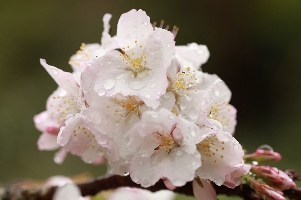 樱花, 花朵, 露滴, 开花, 春天, 露, 湿的, 盛开, 枝杈, 自然, 树