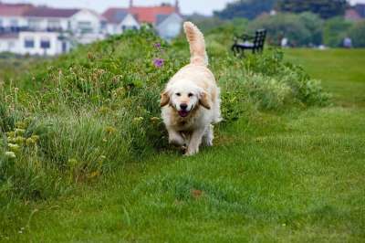金毛猎犬 狗 犬类 宠物 动物 猎犬 品种 快乐的 步行 户外