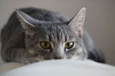 猫咪 国内的 可爱的 动物界 宠物
