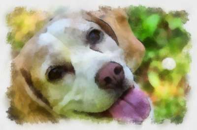 比格犬 绘画 狗 水彩 家畜 动物