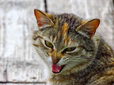 猫 宠物 动物 国内的 猫科动物 哺乳动物 特写