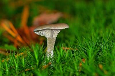 森林 苔藓 蘑菇 板条 落下 关闭