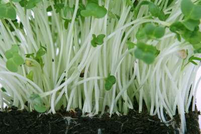 新鲜的 绿色 生长 植物 叶子 树叶 地面 种子 泥