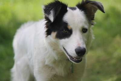 狗 牧羊犬 边境牧羊犬 白色的 牧羊人 宠物 品种 户外的 年轻