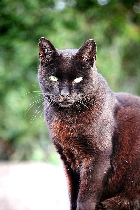 猫 黑色的 家畜 黑猫 动物 猫眼 看法 关闭 厄运 碰运气