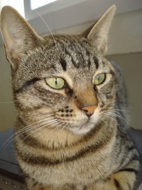 猫 老虎 猫科动物 动物 头 宠物 猫头 看