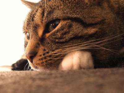 猫 鲭鱼 灰老虎 眼睛 爪子 女性 说谎 有条纹的 白爪子