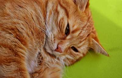 猫 鲭鱼 拍照 肖像 乐趣 红色的 大花猫 小猫 红猫 虎猫