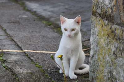 猫 眼睛 花 灰猫