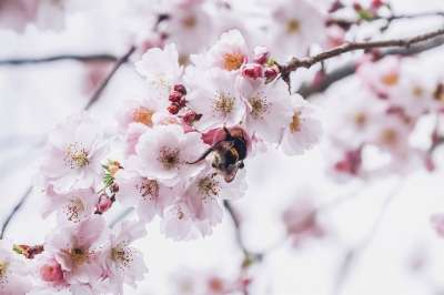樱花 花瓣 熊蜂 飞虫 飞行 自然 树 春天 盛开 开花