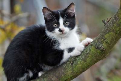 小猫 猫 猫科动物 分支 树 爬 胡须 毛皮 俏皮的 户外的