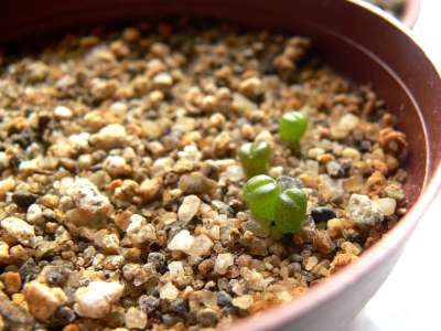 Lithops 小 苗 Lithops Sp 活石 分裂的岩石