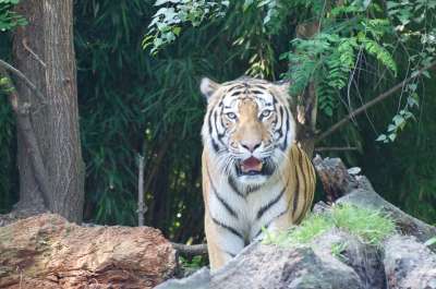 老虎 动物园 捕食者 猫 大猫 动物肖像 虎头