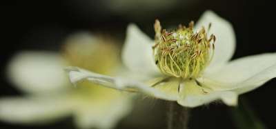 海葵 毛茛 开花 花 盛开 春天 夏天 白色的 白莲花 白海葵