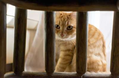 猫 可爱的 网格 小猫 家畜 动物 睡觉 家猫 小的 婴儿