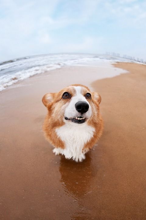 宠物 狗 柯基犬