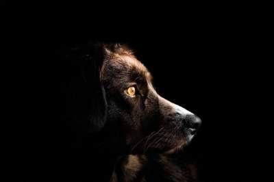 狗 小狗 宠物 哺乳动物 动物 犬类