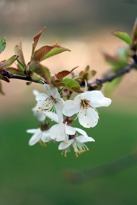 花 花朵 弹簧 绽放 树木开花 树的花 性质 背景 白色的花