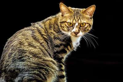 猫 眼睛 国内的 宠物 肖像 猫科动物 黑猫 黑色的肖像 黑眼圈