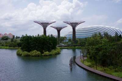 新加坡 花园 公园 亚洲 自然 植物 园艺 绿色 树 热带