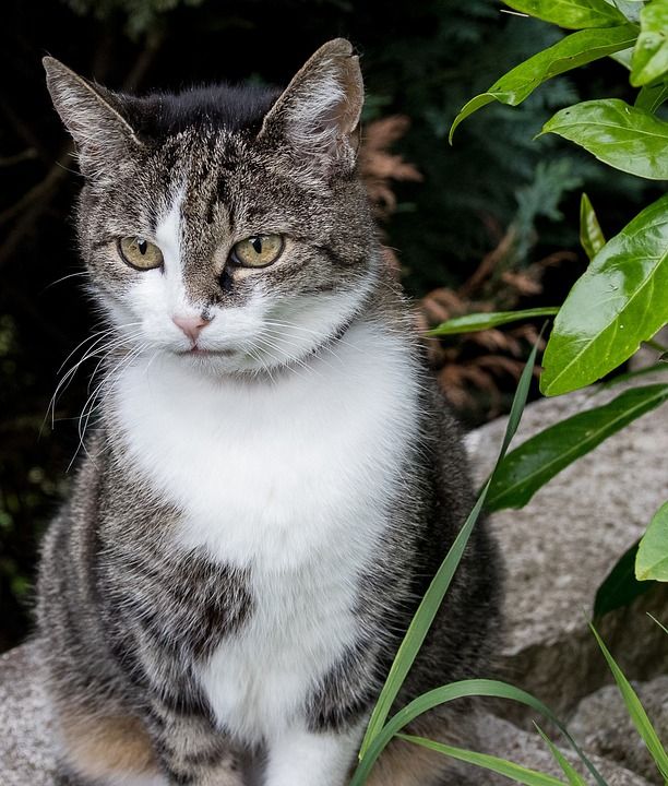 猫 家猫 动物 花园