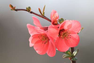 花 春天 苹果花 有色 花瓣