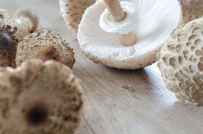 Macrolepiota Procera 阳伞 收集 食物 成分 木头