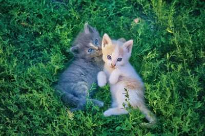 猫 小猫 宠物 基蒂 幼猫 动物 国内的猫 猫科动物 哺乳动物