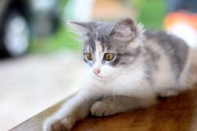 家猫 猫 宠物 宠物猫 国内的猫 动物 猫科动物 猫的眼睛