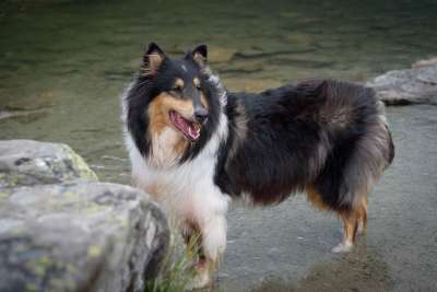 狗 牧羊犬 纯种狗 英国牧羊犬 动物 家畜 三色 水 湖 湿的