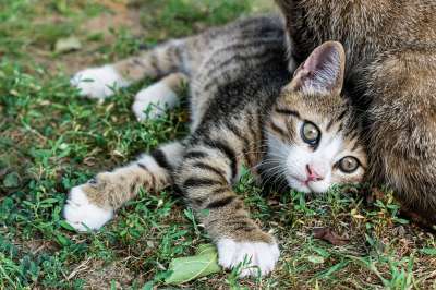 小猫 猫 户外 草 国内的猫 猫科动物 花园 动物 宠物