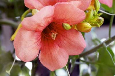 工厂 性质 花 锦葵 锦葵属 樟子松 紫色的 菌群 花园 花卉