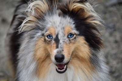 狗 设得兰群岛牧羊犬 年轻的狗 狗肖像 接下来的狗 蓝眼睛 纯种狗