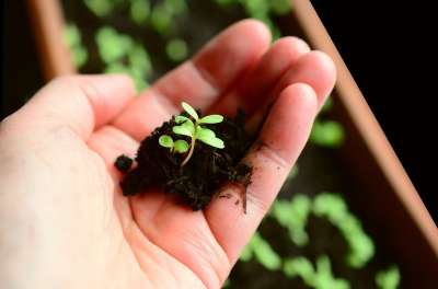 植物 小植物 母猪 生长 培育 树苗 幼苗 园艺 绿色 花盆
