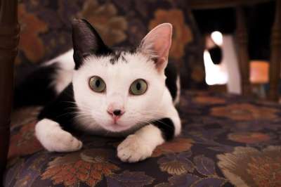 猫 动物 宠物 肖像 哺乳动物 猫科动物