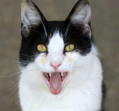 那只猫 白色的 黑色的 牙齿 语 毛皮 猫科动物 可爱的