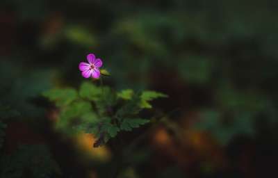 花 工厂 森林 粉色的 树叶 背景 绿色 自然 开花 秋天