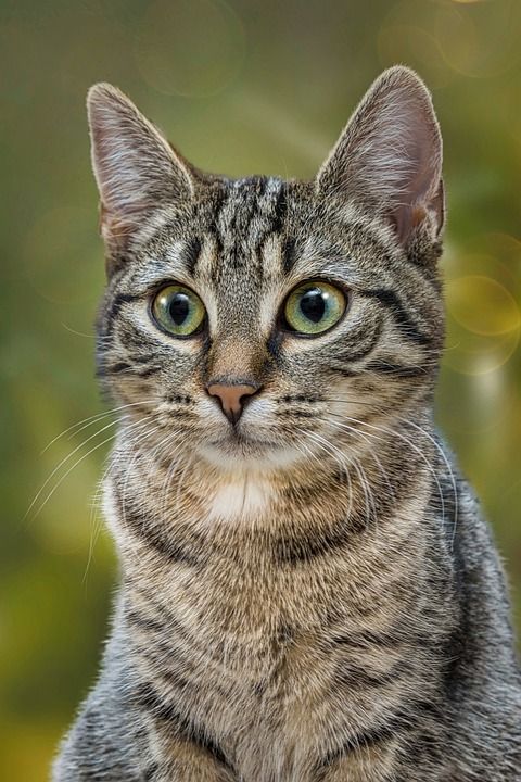 猫 哺乳动物 小猫 家畜 毛皮 轻松 动物 眼睛 肖像 关闭