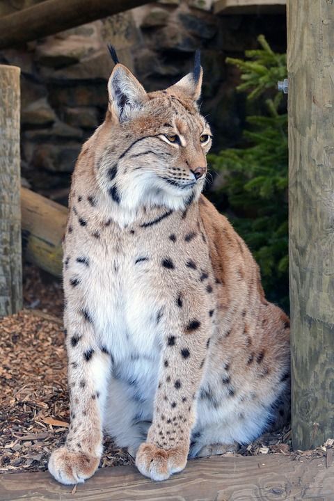 猞猁 野生动物 自然 哺乳动物 猫 动物 猫科动物 毛皮 肖像