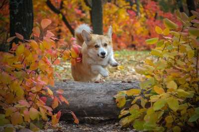 柯基犬 狗 日志 跳招 秋天的树叶 宠物 动物 可爱的 谱系